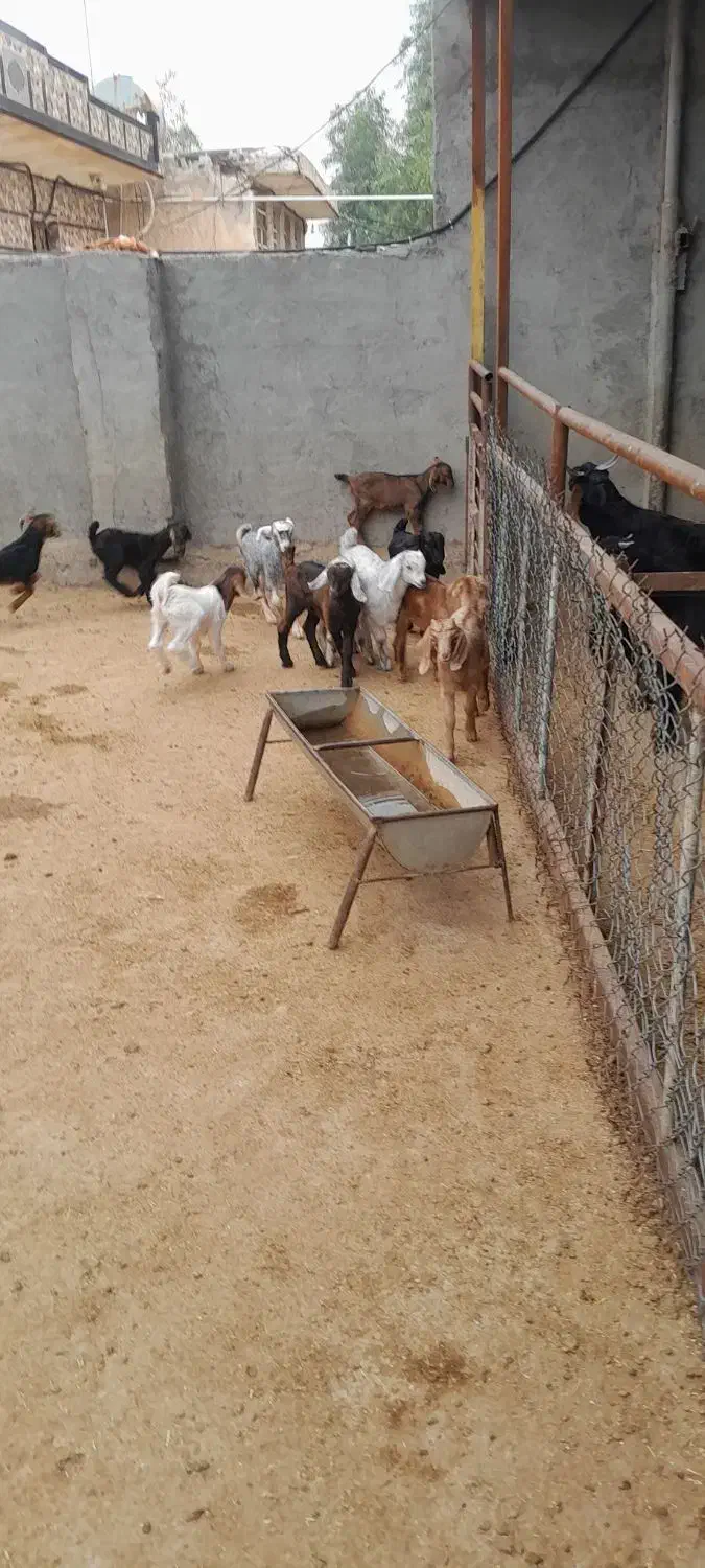 بزو بزغاله فروش|حیوانات مزرعه|آبدانان, |دیوار