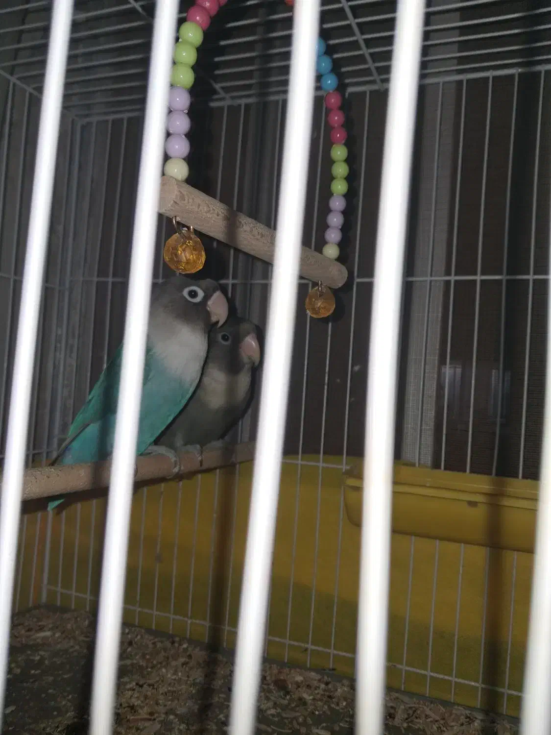 کوتوله برزیلی|پرنده|جیرفت, |دیوار