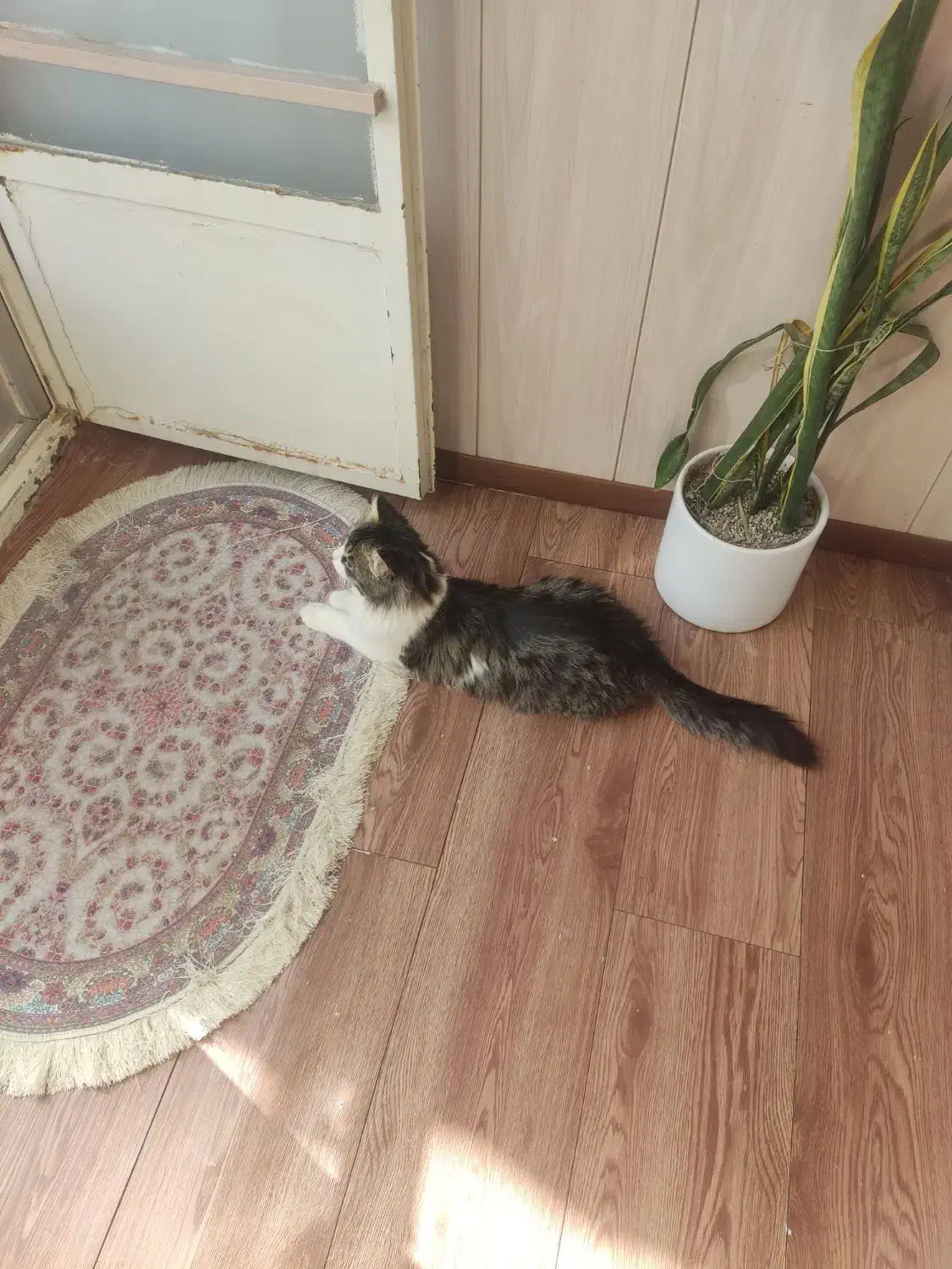 گربه نژاد سیبری|گربه|تربت‌حیدریه, داروپخش|دیوار