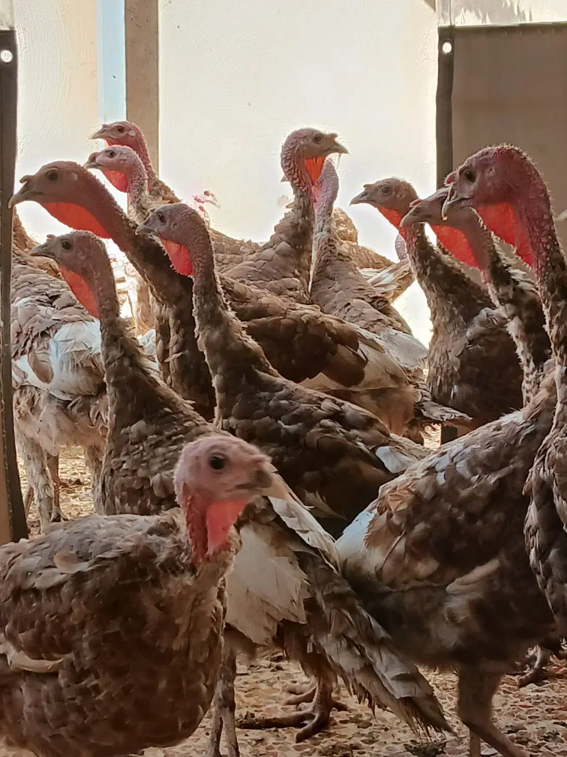 بوقلمون بوربون|حیوانات مزرعه|قزوین, |دیوار