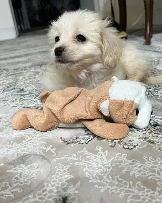 سگ پودل کراس|سگ|تهران, صادقیه|دیوار