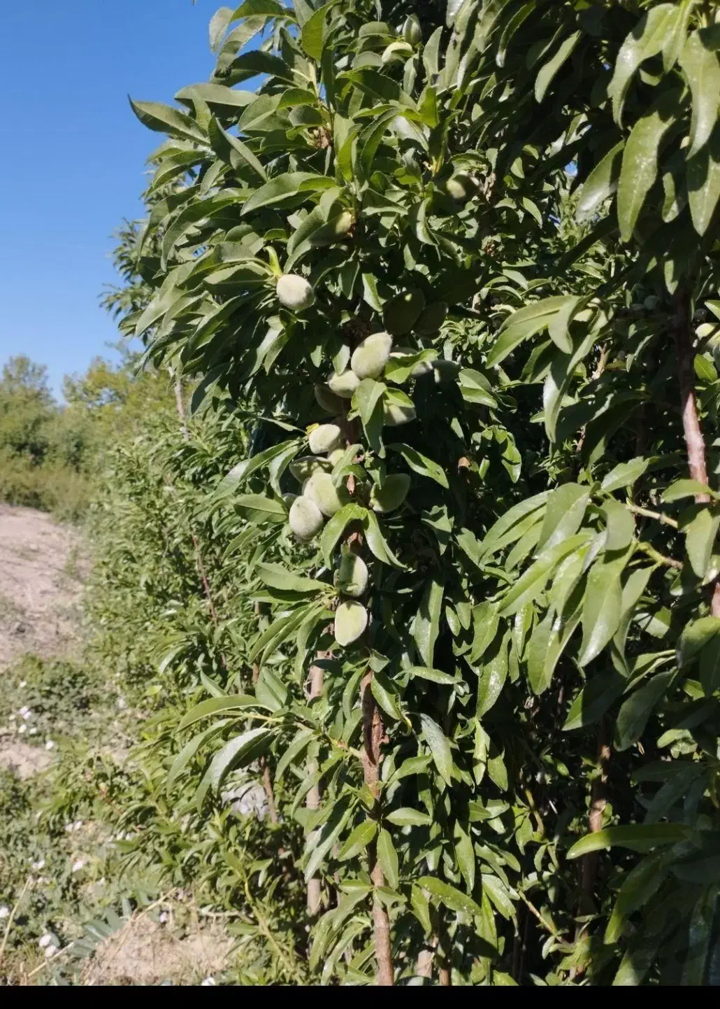 انواع درخت پیوندی ....|خدمات باغبانی و درختکاری|برخوار, |دیوار