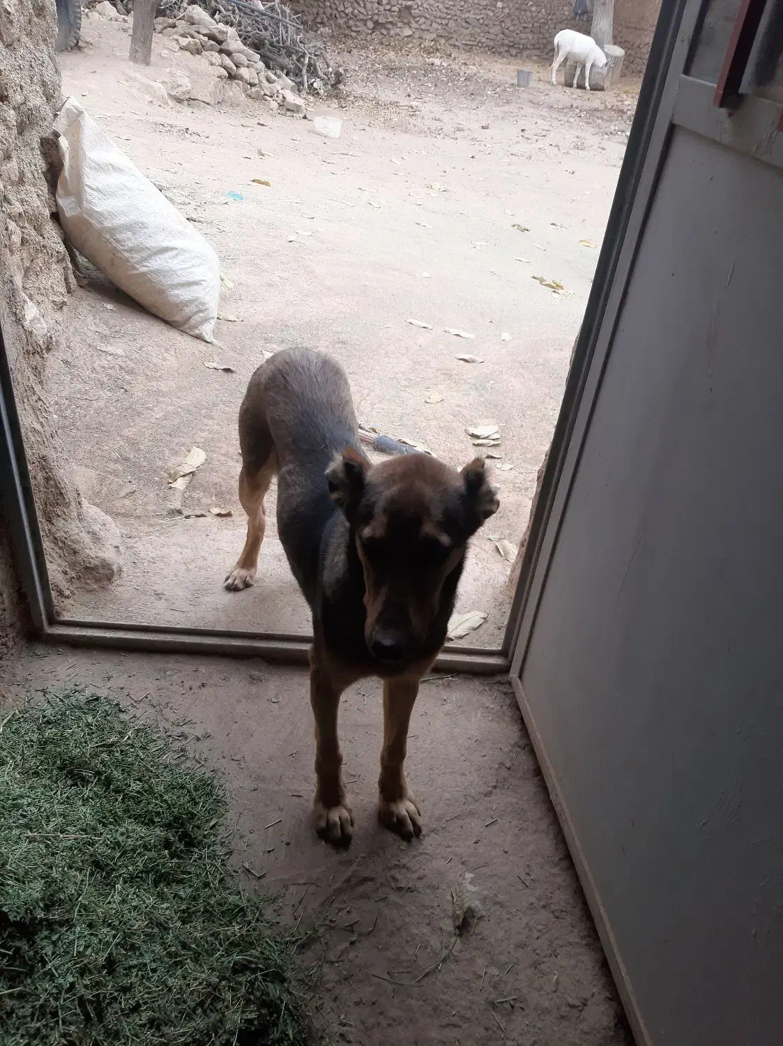 توله نر ۵ ماهه سرابی|سگ|تاکستان, |دیوار