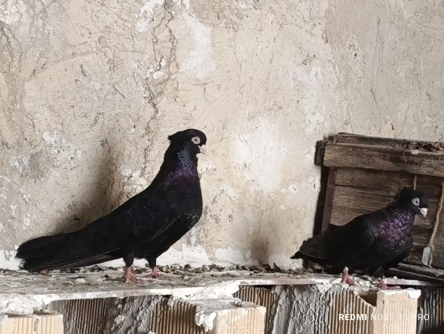 کفتر|پرنده|چرام, |دیوار