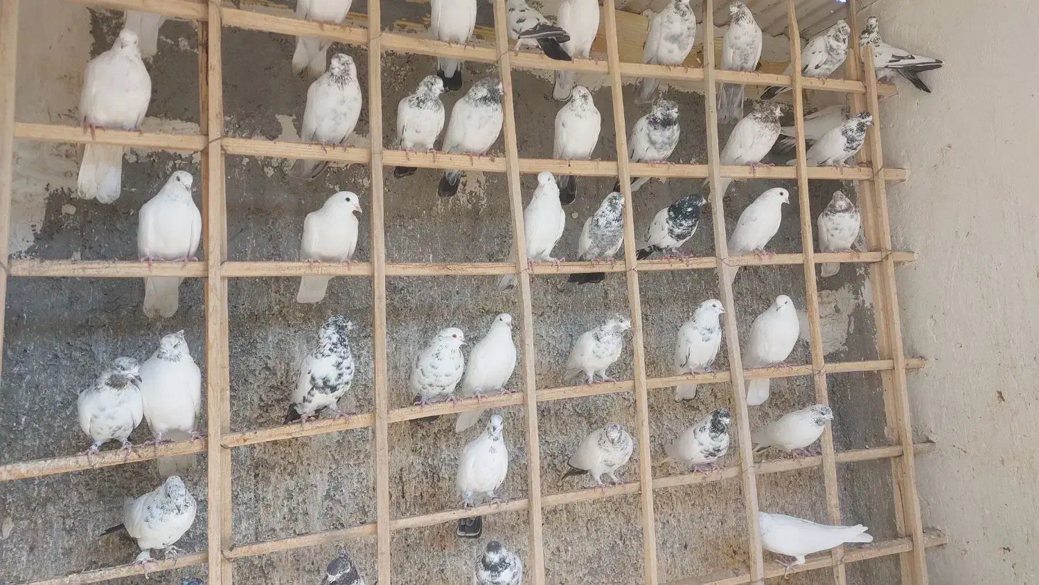 اصل کفتر گروی|پرنده|آران و بیدگل, |دیوار