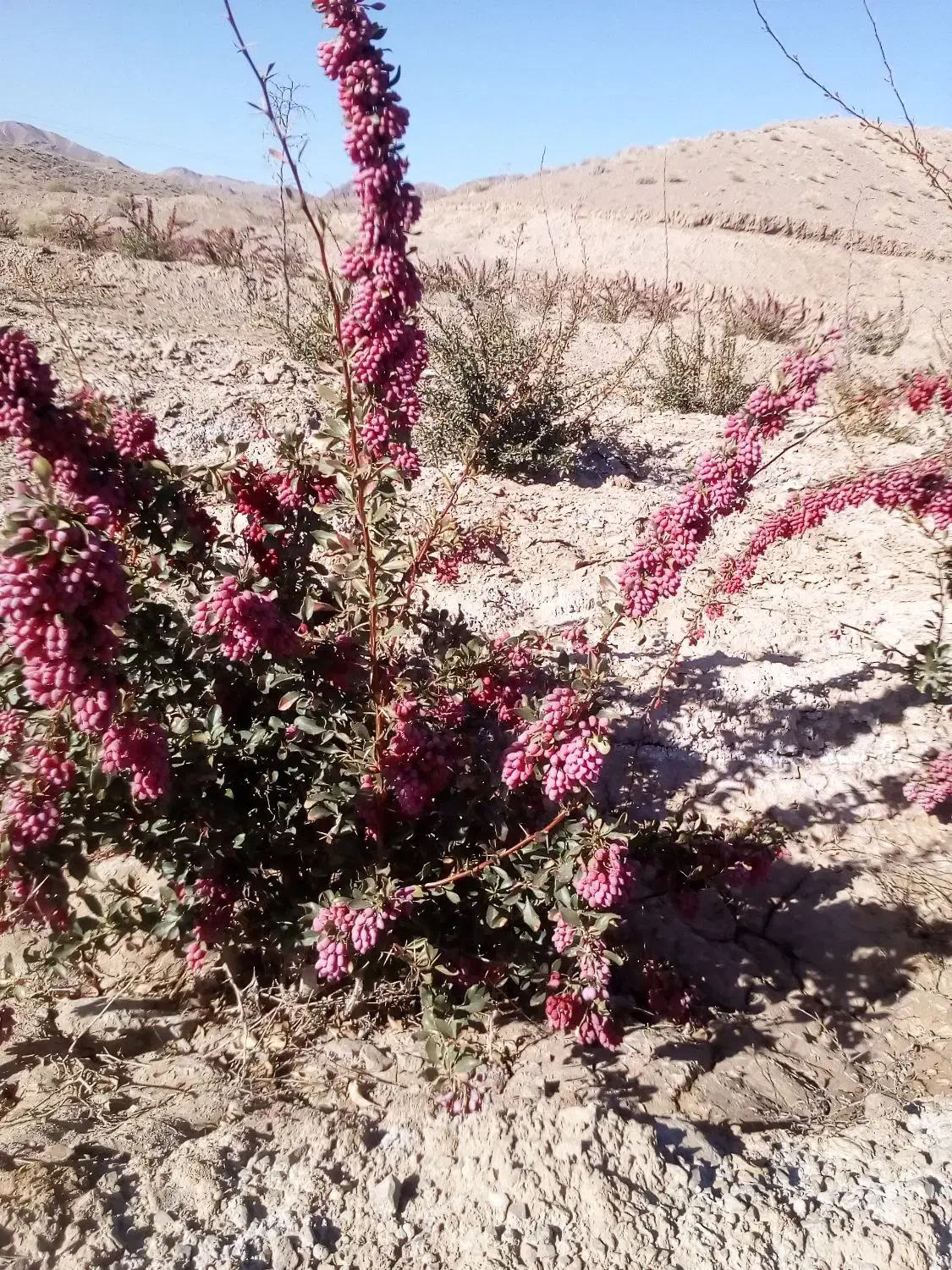 باغ زرشک نهال ۵ ساله همراه ۵ساعت|فروش زمین و ملک کلنگی|قائن, |دیوار
