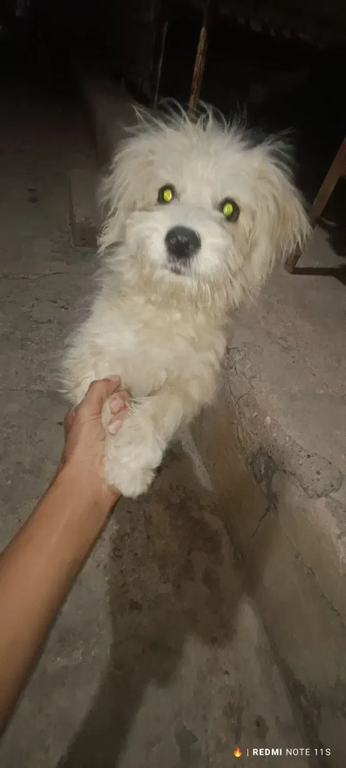 شیتزو|سگ|مسجد سلیمان, |دیوار