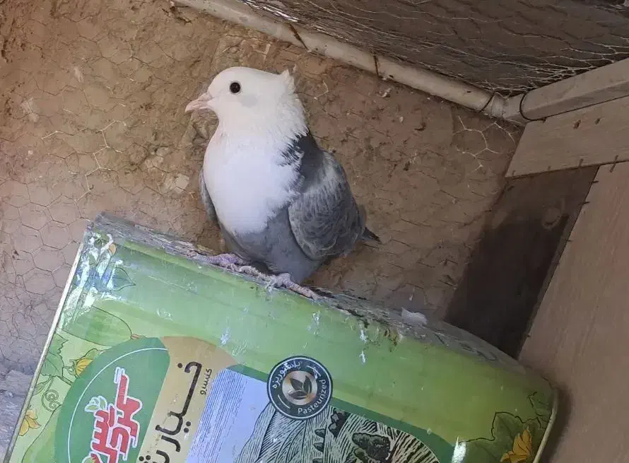 کله سفید و ساده|پرنده|آیسک, |دیوار