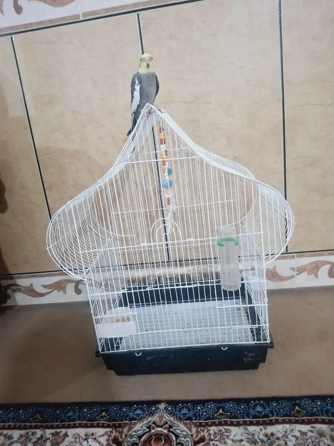 عروس هلندی سخن گو با قفس|پرنده|ساوه, |دیوار