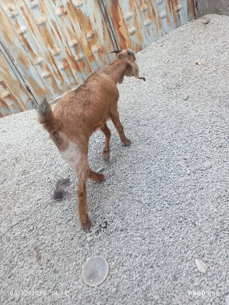 بز ماده|حیوانات مزرعه|بندر کنگان, |دیوار