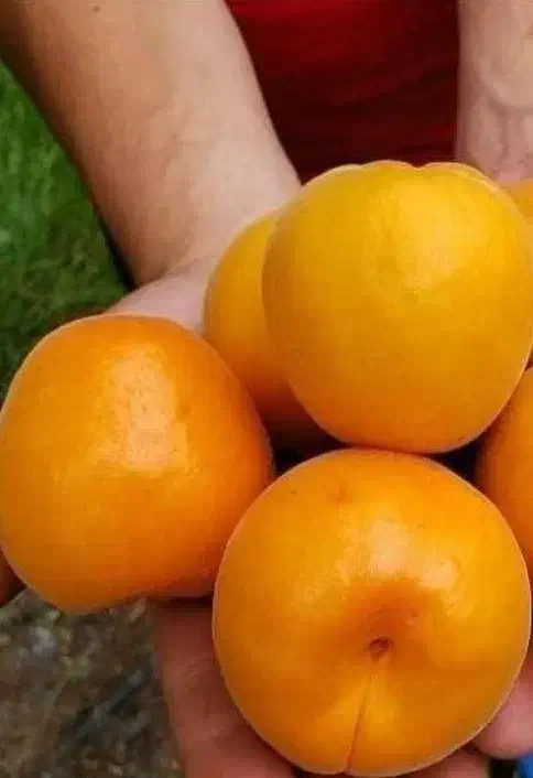 توزیع و فروش نهال زردآلو انبه ای|خدمات باغبانی و درختکاری|ایوان, |دیوار