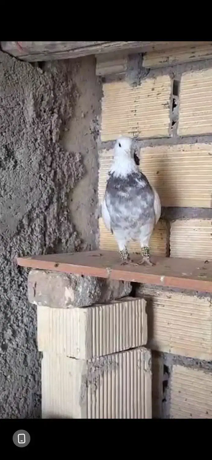 طوقی|پرنده|فارسان, |دیوار