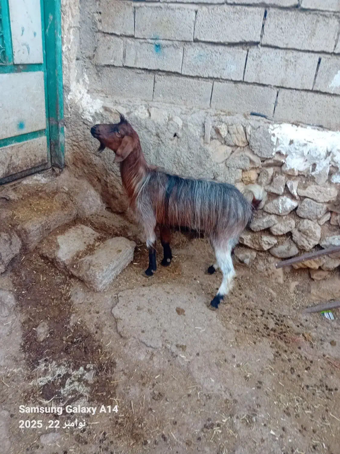 ۱عددبز جوان کویر گوشتی برای قربانی وزن ۳۵کیلو|حیوانات مزرعه|اردبیل, |دیوار