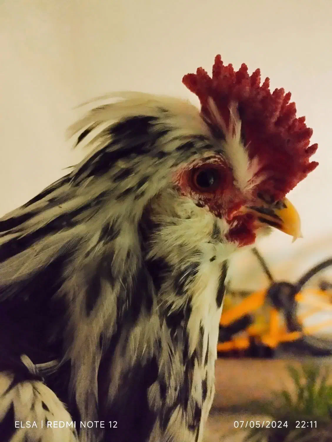 مرغ و تخم مرغ و خروس بومی|حیوانات مزرعه|اصفهان, شفق|دیوار