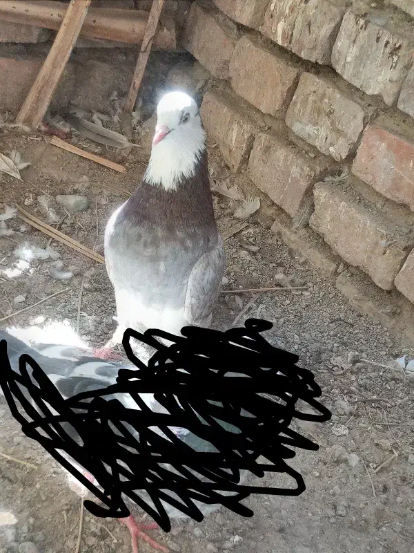 کبوتر پرشی|پرنده|ایرانشهر, |دیوار