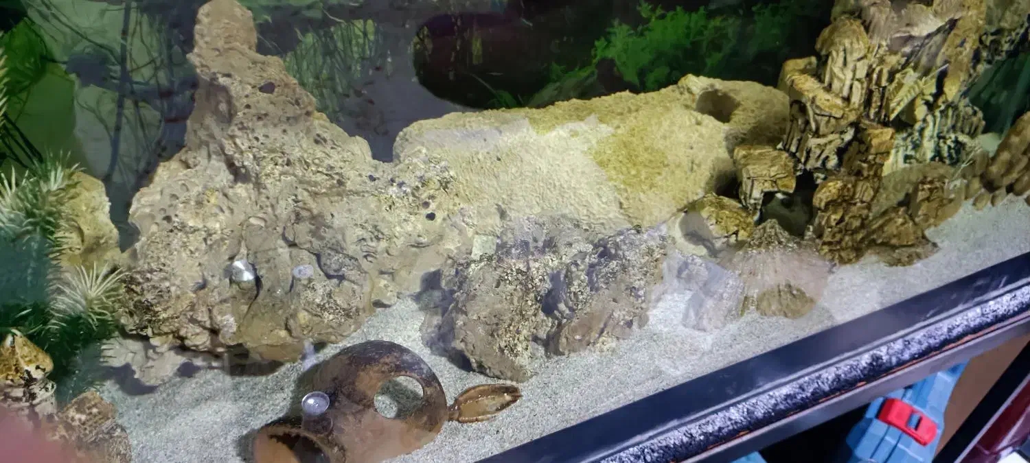 آکواریوم|ماهی|رشت, دیانتی|دیوار