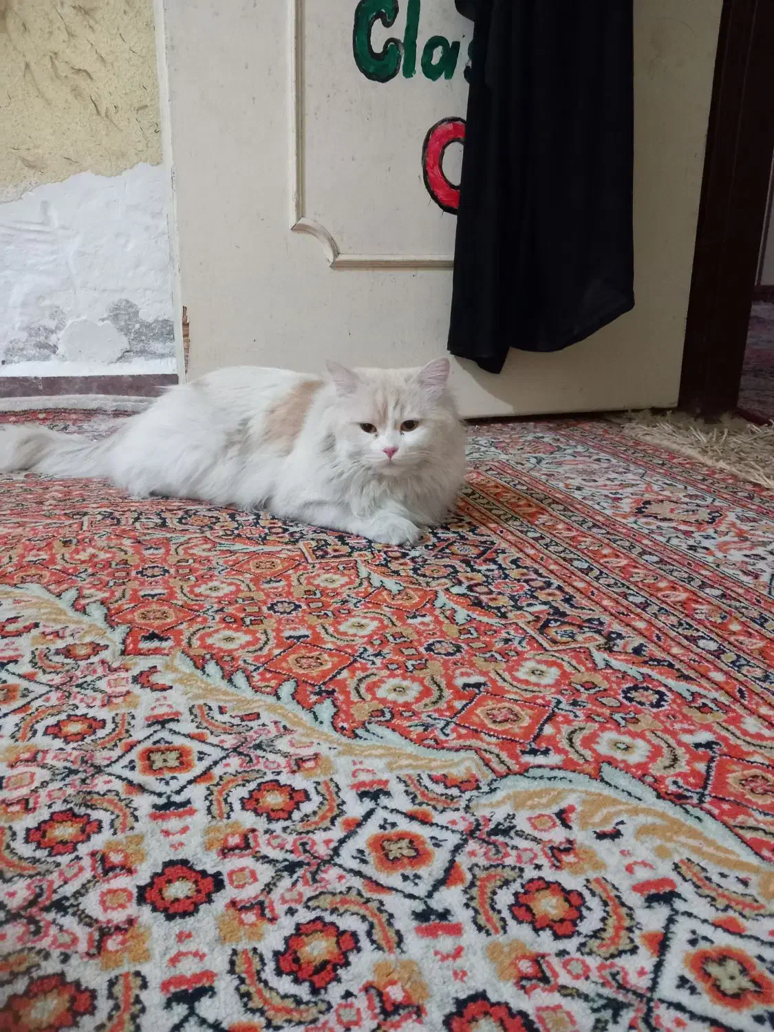 گربه ی نر رایگانه|گربه|اهواز, عین ۲|دیوار