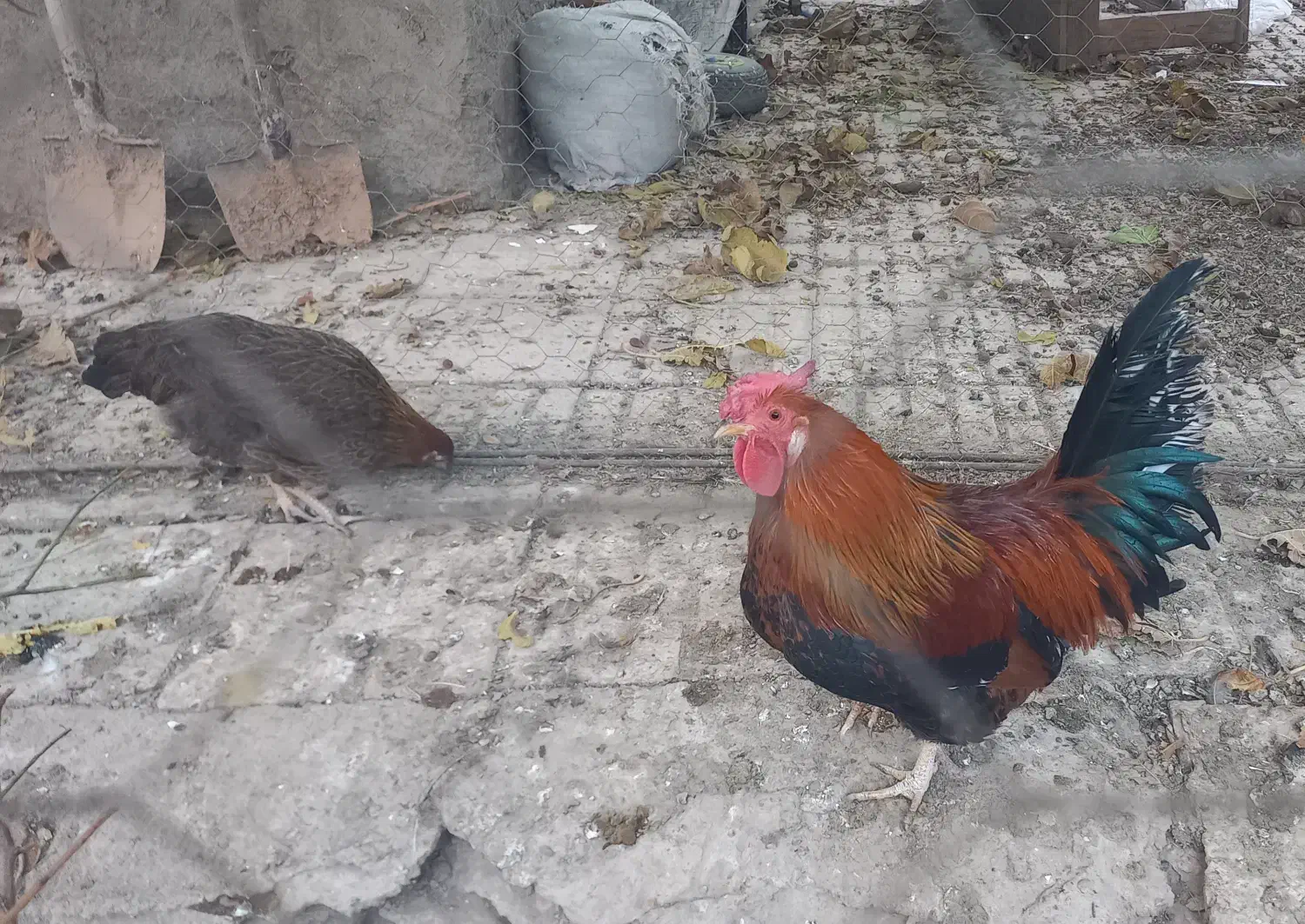 خروس گلین و مرغ محلی|حیوانات مزرعه|تاکستان, |دیوار