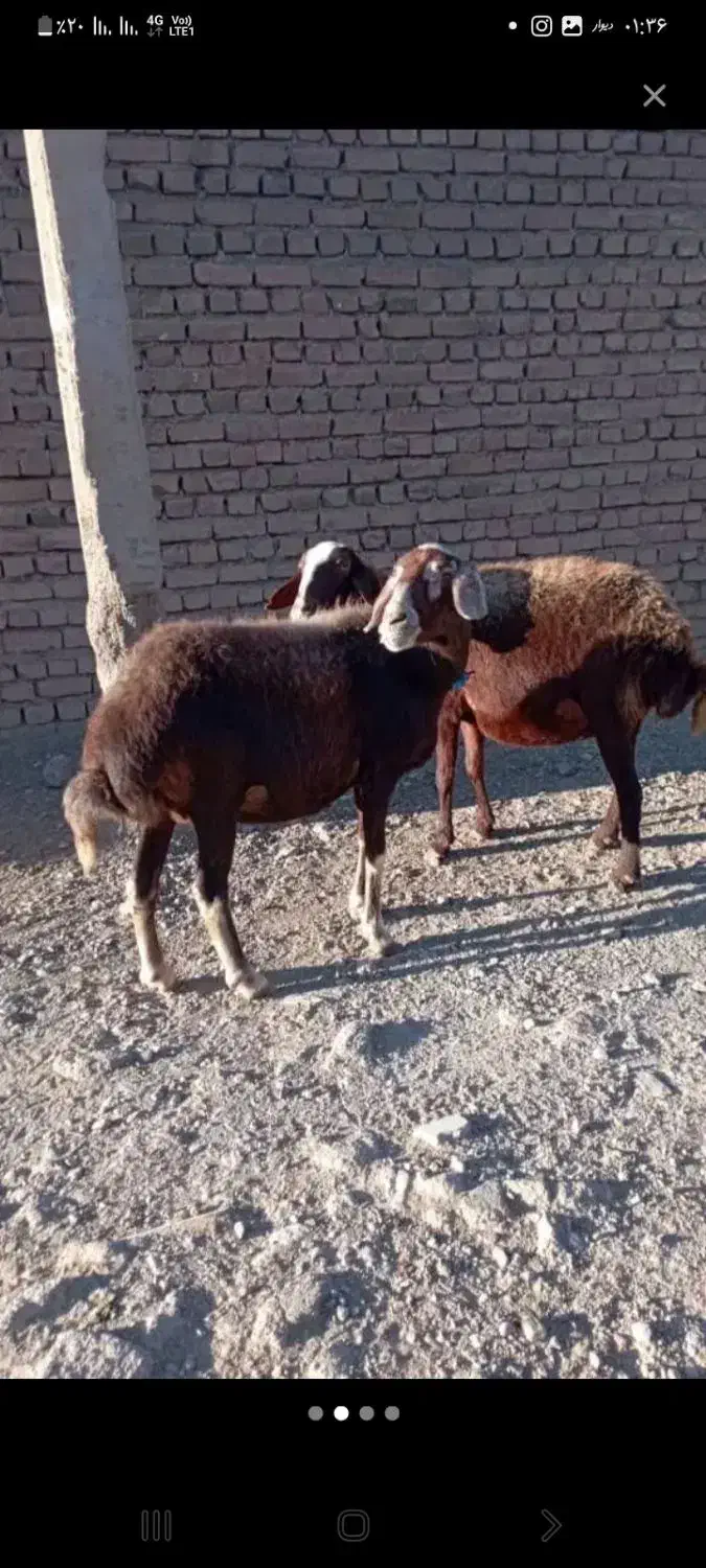 میش ابستن داشتی|حیوانات مزرعه|سیلاخور, |دیوار