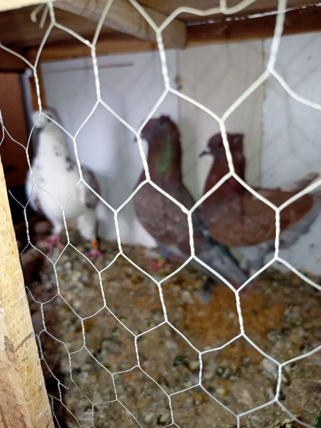 کفتر|پرنده|قم, نوبهار|دیوار