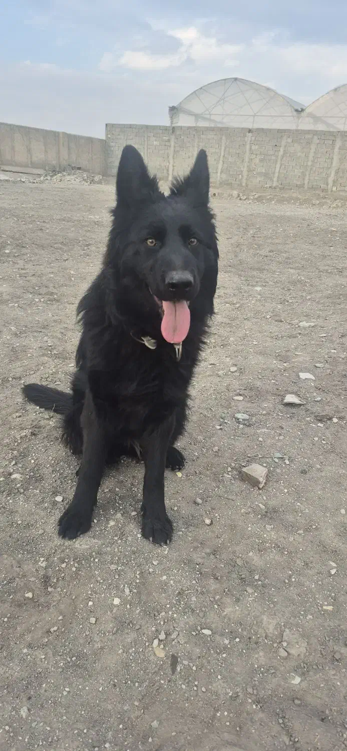 سگ ژرمن  بلک گمشده|حیوانات|محمدشهر, ولدآباد|دیوار