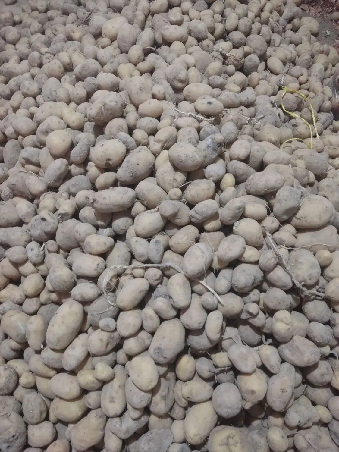 سیب زمینی تعاونی|عمده‌فروشی|بجنورد, |دیوار