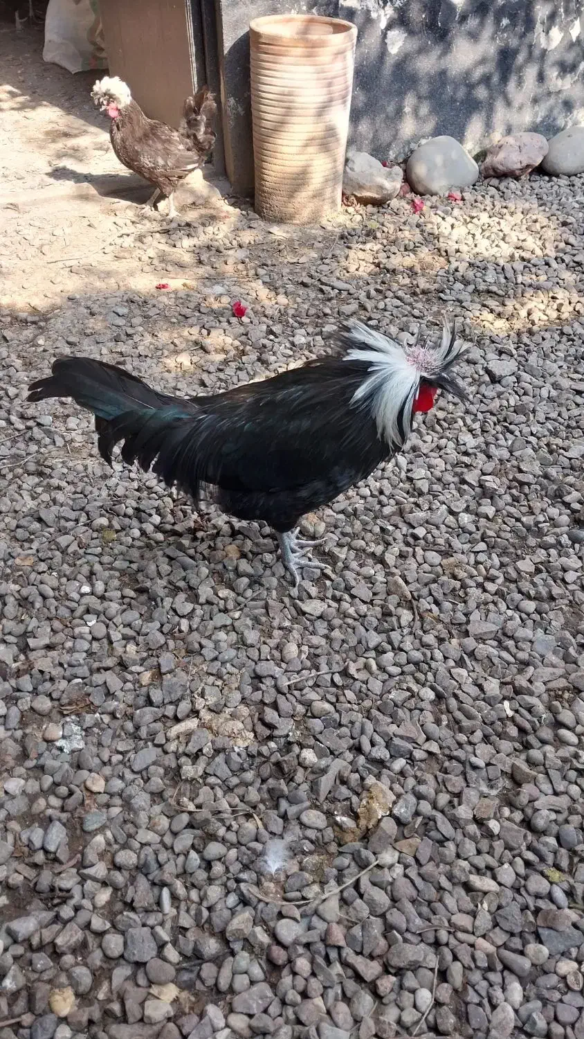 خروس  لهستانی اصل ۸ماهه جوان|حیوانات مزرعه|رشت, گلزاران|دیوار