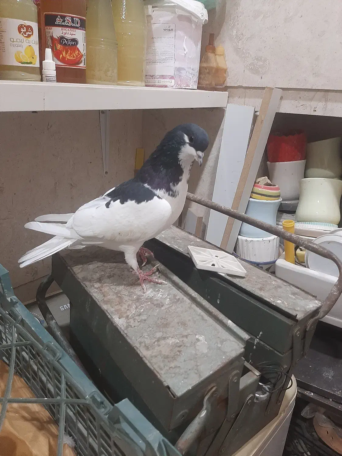 یال سیاه ماده|پرنده|شیراز, ریشمک|دیوار