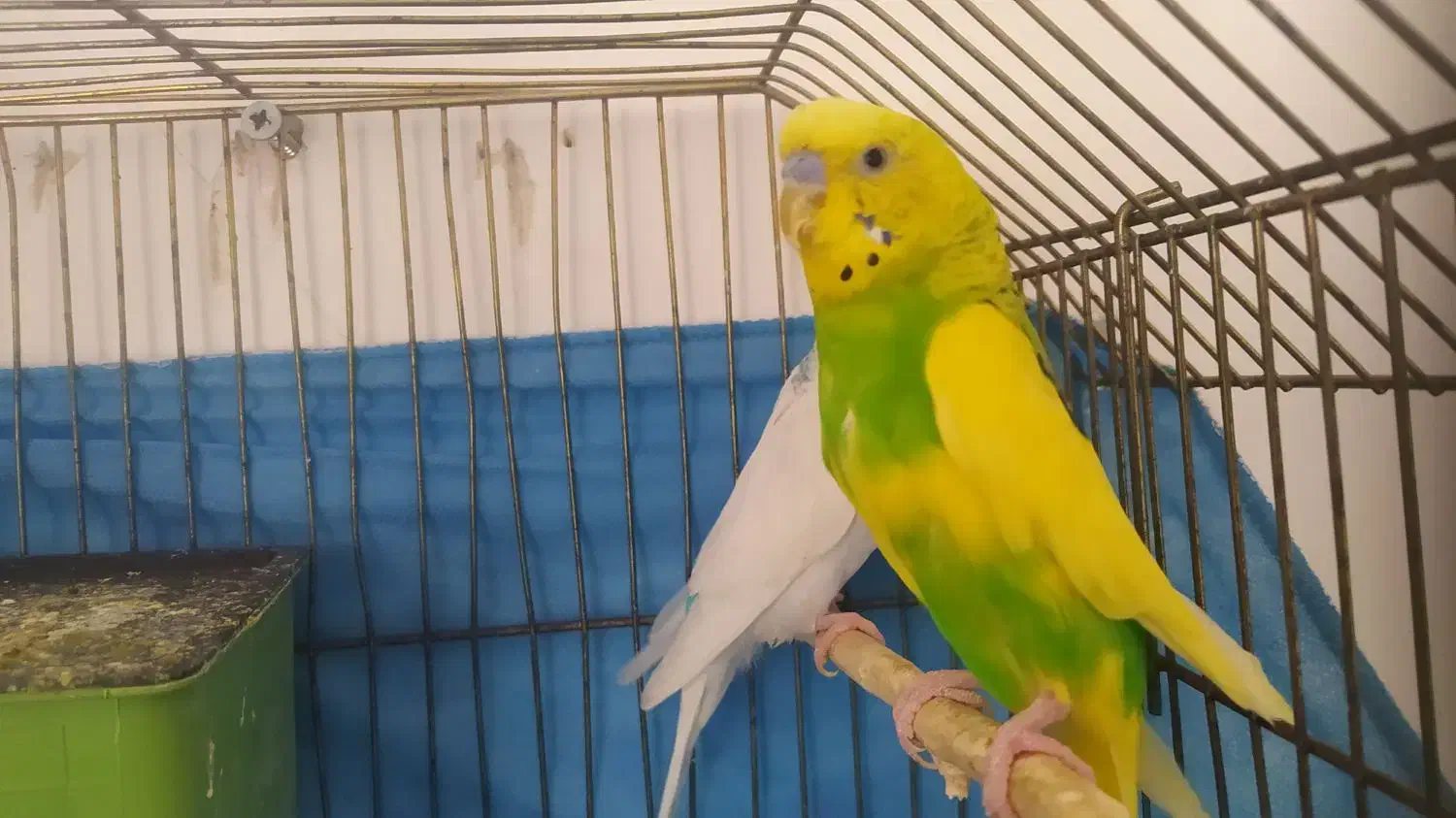 یک جفت مرغ عشق بالغ|پرنده|محمدیه-قزوین, |دیوار