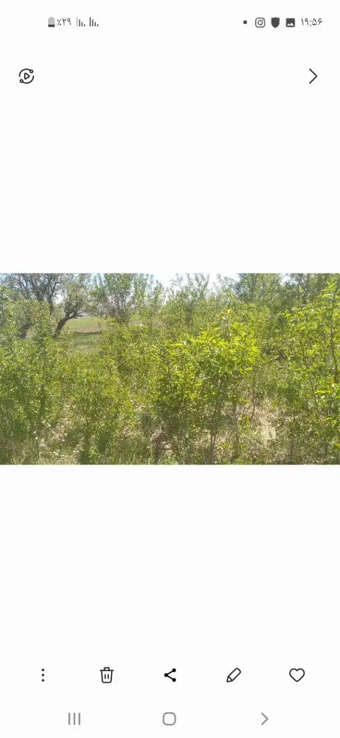 نهال دیرگل خزان شده|خدمات باغبانی و درختکاری|درگزین, |دیوار