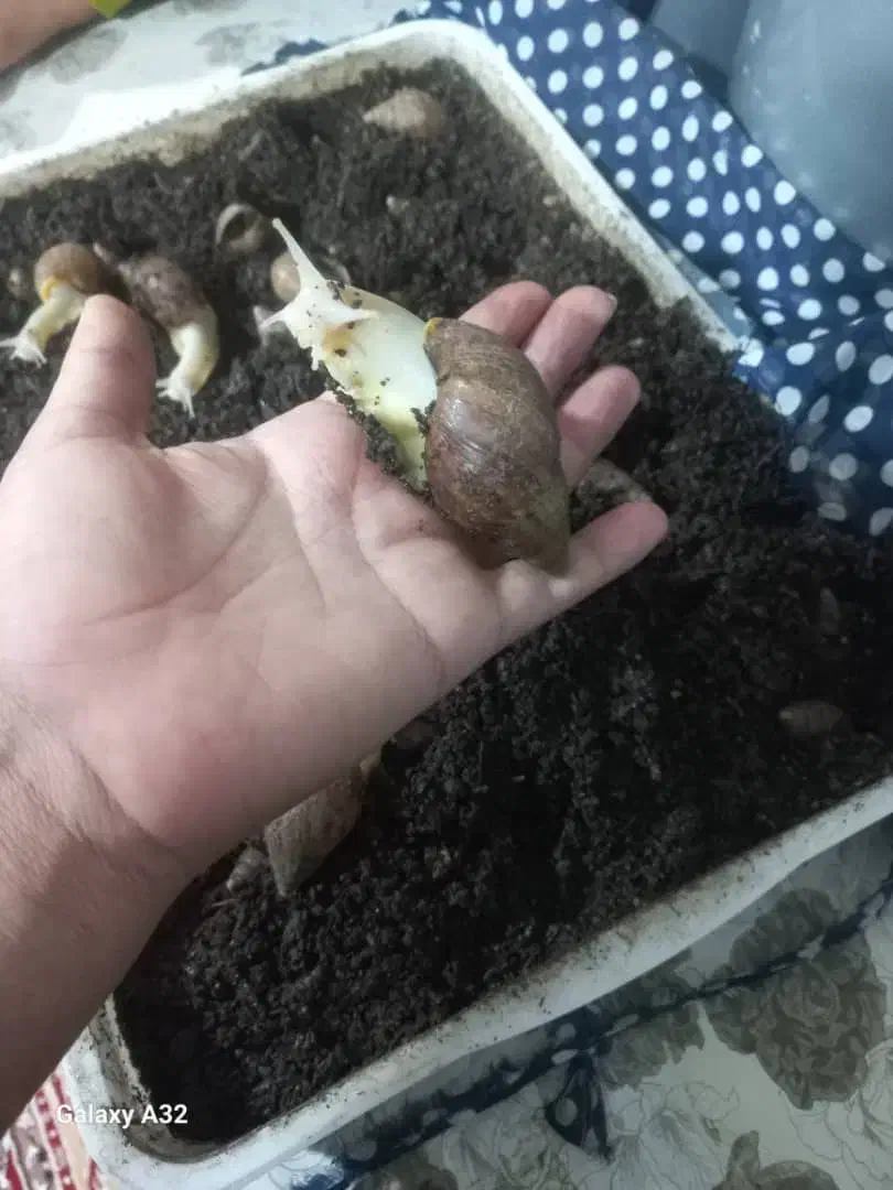 حلزون|خزنده|یاسوج, |دیوار