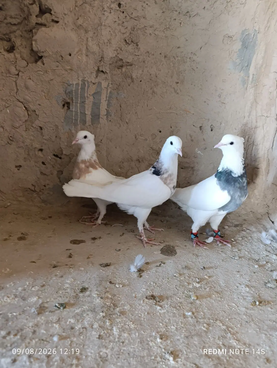 کبوتر|پرنده|خمک, |دیوار
