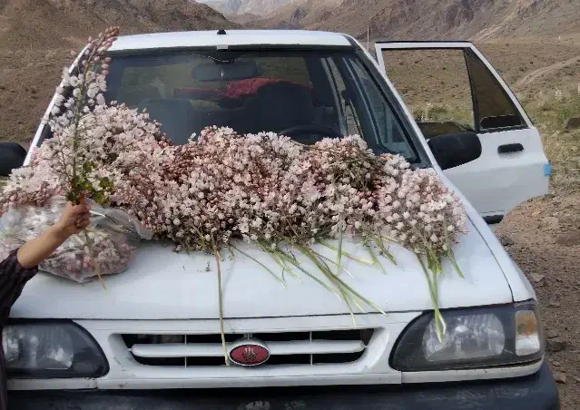 پراید مدل۸۸|خودرو سواری و وانت|رفسنجان, |دیوار