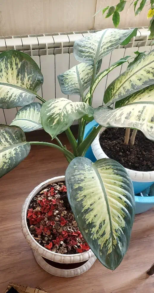 گل دیفن|گل و گیاه طبیعی|کرج, دولت‌آباد|دیوار