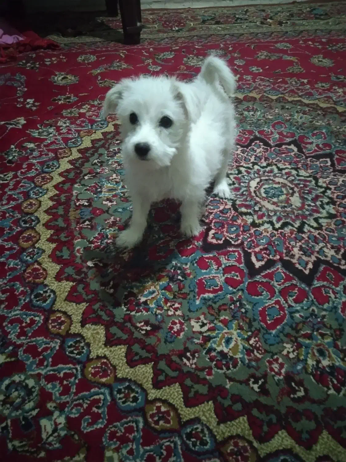 سگ شیتزو تربت جام|سگ|تربت جام, جامرود|دیوار