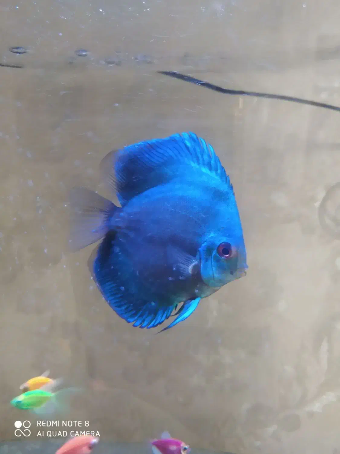 ماهی دیسکس نژاد بلو|ماهی|تبریز, |دیوار