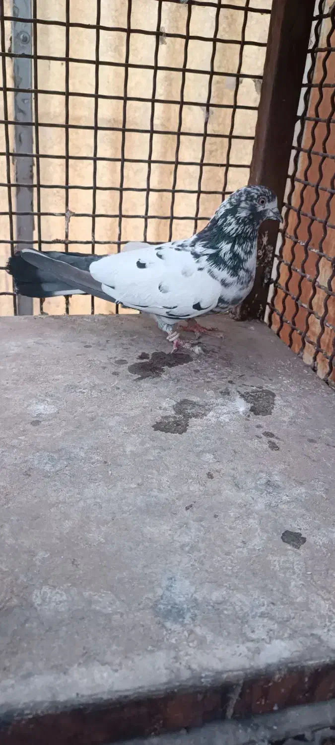 جفت پرشی|پرنده|تهران, دردشت|دیوار