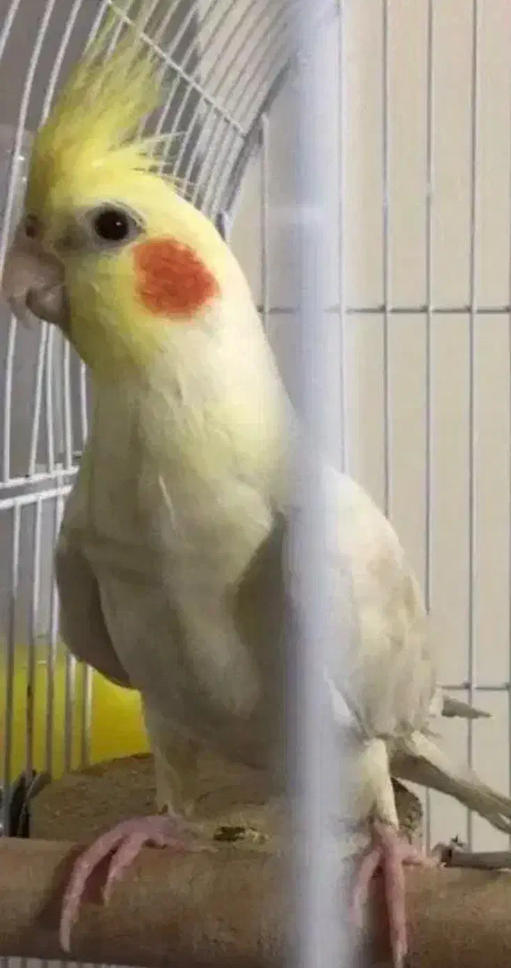 گمشده|حیوانات|تهران, حافظیه|دیوار