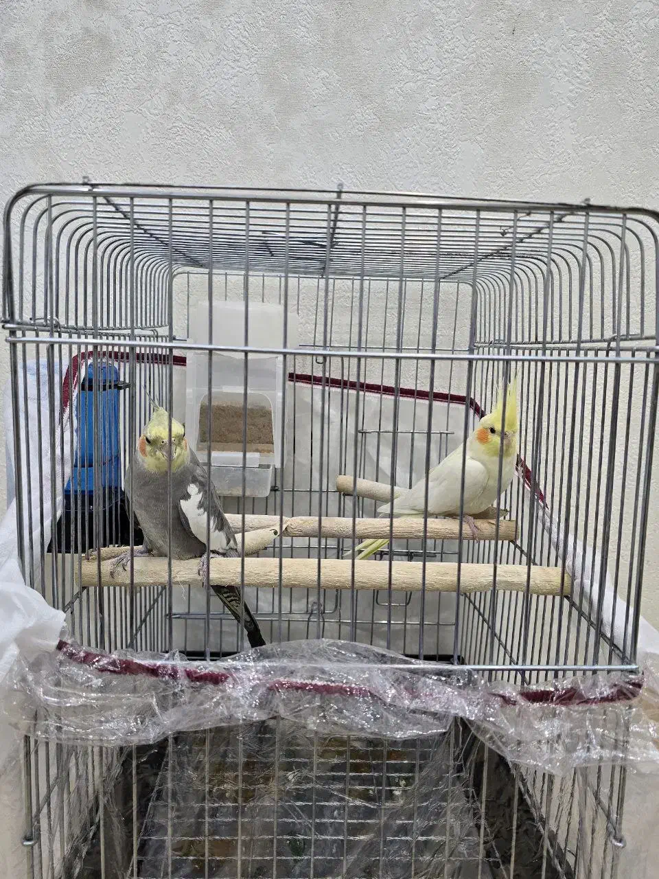 دو عدد عروس هلندی (نر)(ماده) به همراه قفس ۱۰۳۲|پرنده|شهریار, شهریار|دیوار