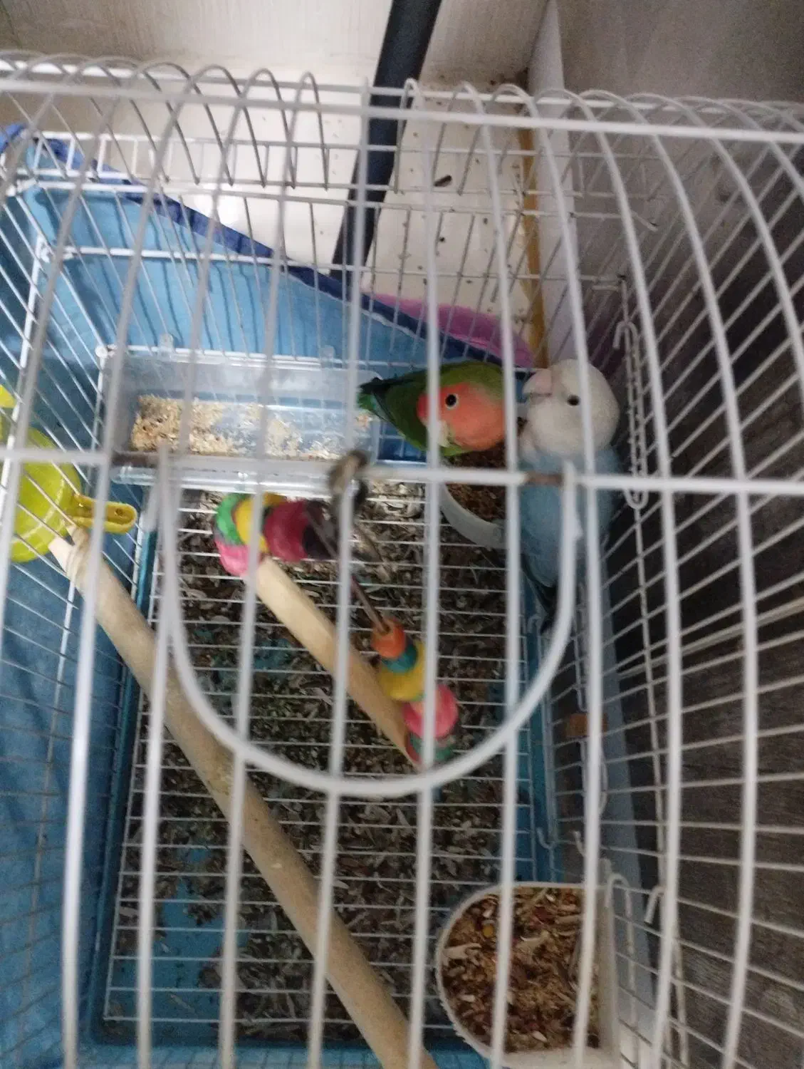 یک جفت کوتوله برزیلی مولد|پرنده|صدرا-فارس, فاز ۲|دیوار