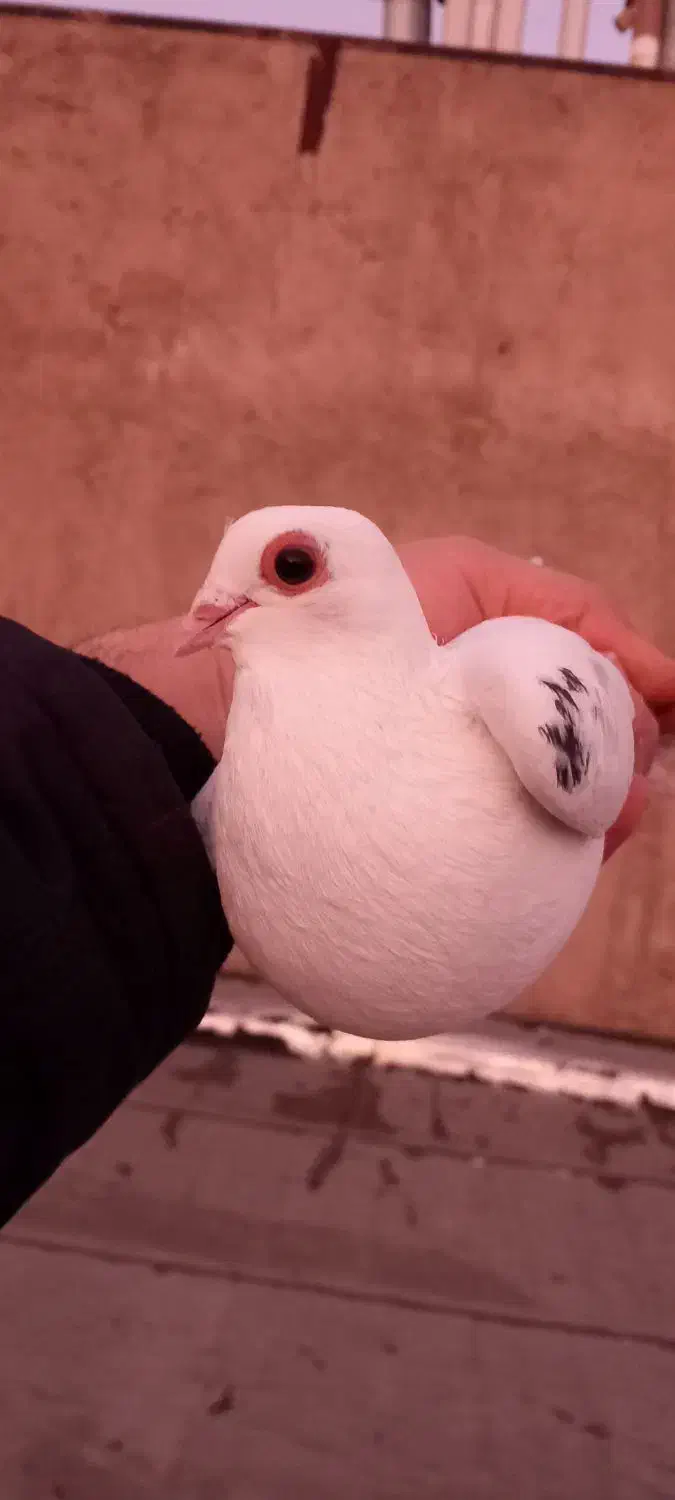 کبوتر|پرنده|تبریز, |دیوار