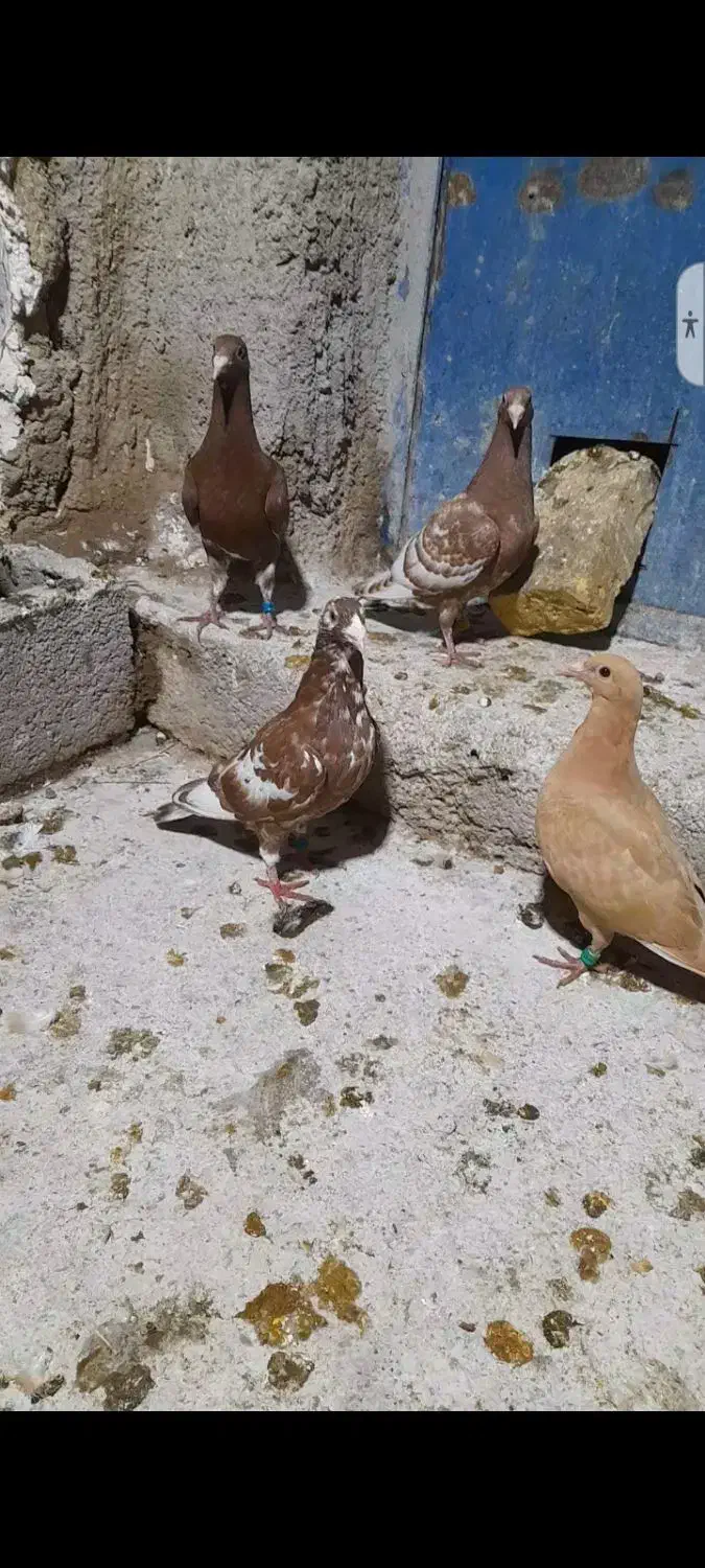 کبوتر میولمنز|پرنده|داراب, |دیوار