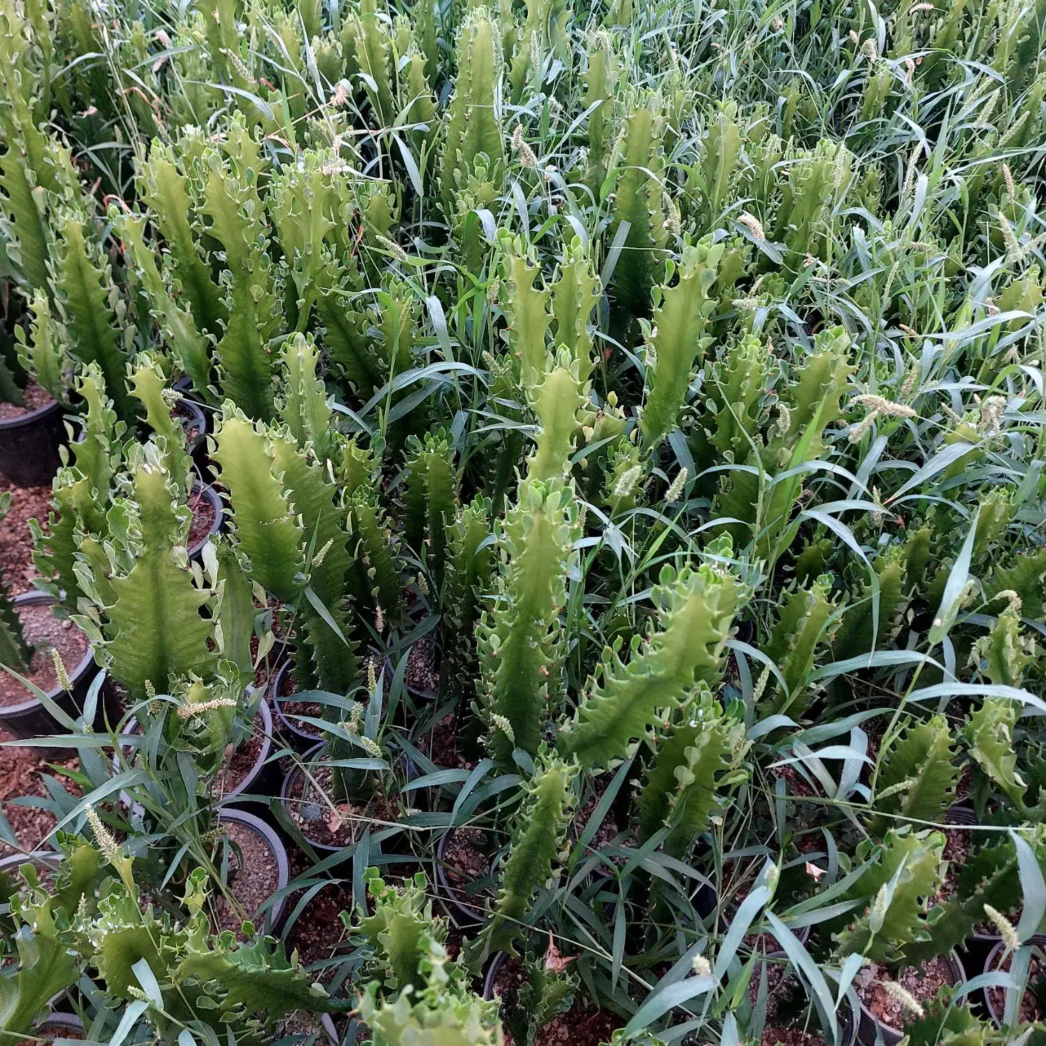 گل و گیاه کاکتوس وآپارتمانی|گل و گیاه طبیعی|محمدشهر, شهرک چمران|دیوار