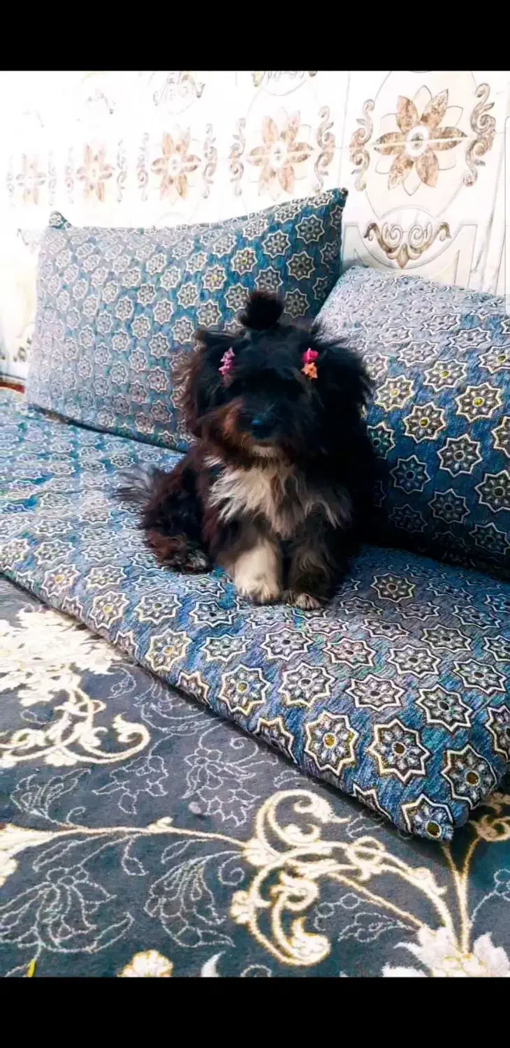 سگ پا کوتاه پشمالو خوشگل تر|سگ|زابل, |دیوار