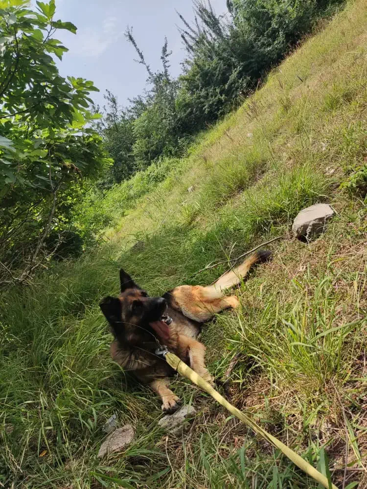 سگ ژرمن شپرد|سگ|قائمشهر, |دیوار