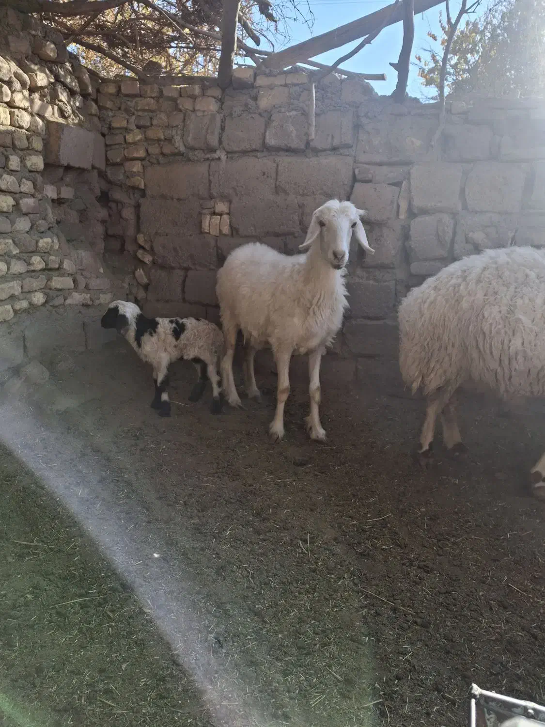 میش بره نر جوان|حیوانات مزرعه|نگار, |دیوار