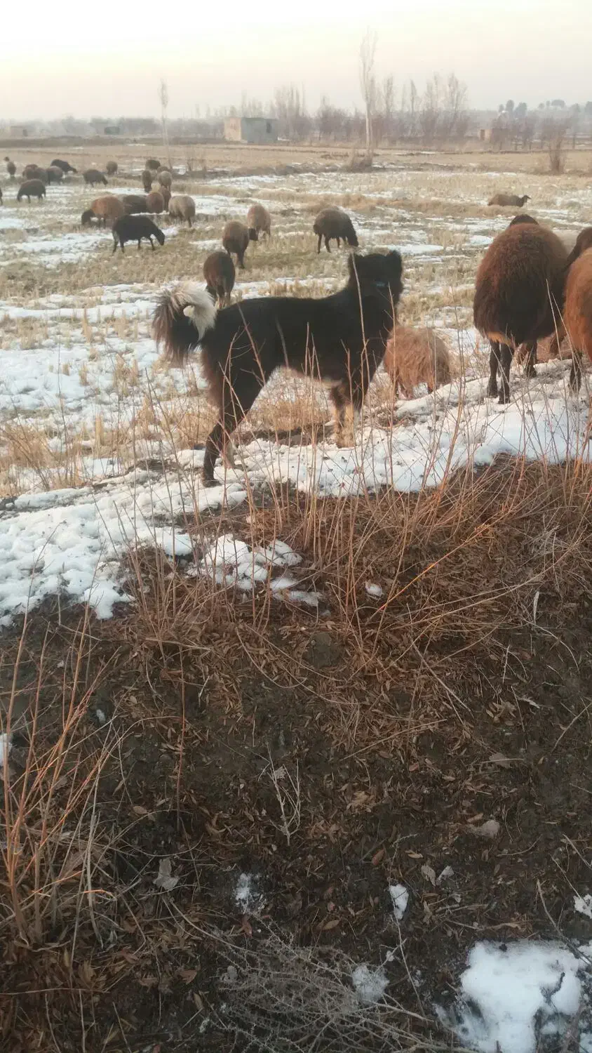 سگ ماده نزدیک به یکسال|سگ|فولادشهر, فولادشهر|دیوار