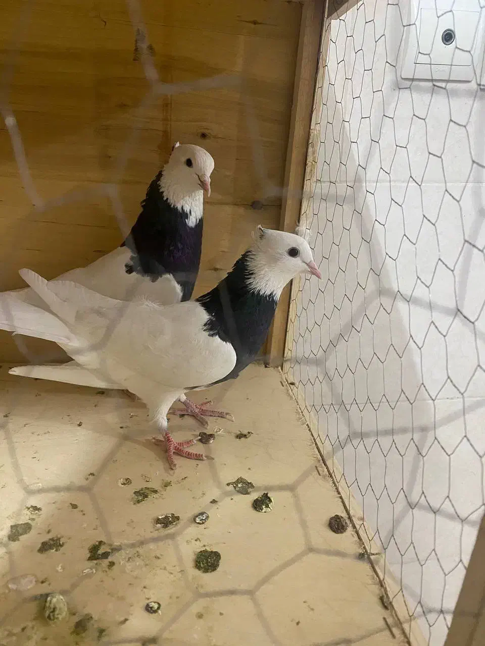 فروش یک جفت طوقی پرشی مهر|پرنده|جوادآباد, |دیوار