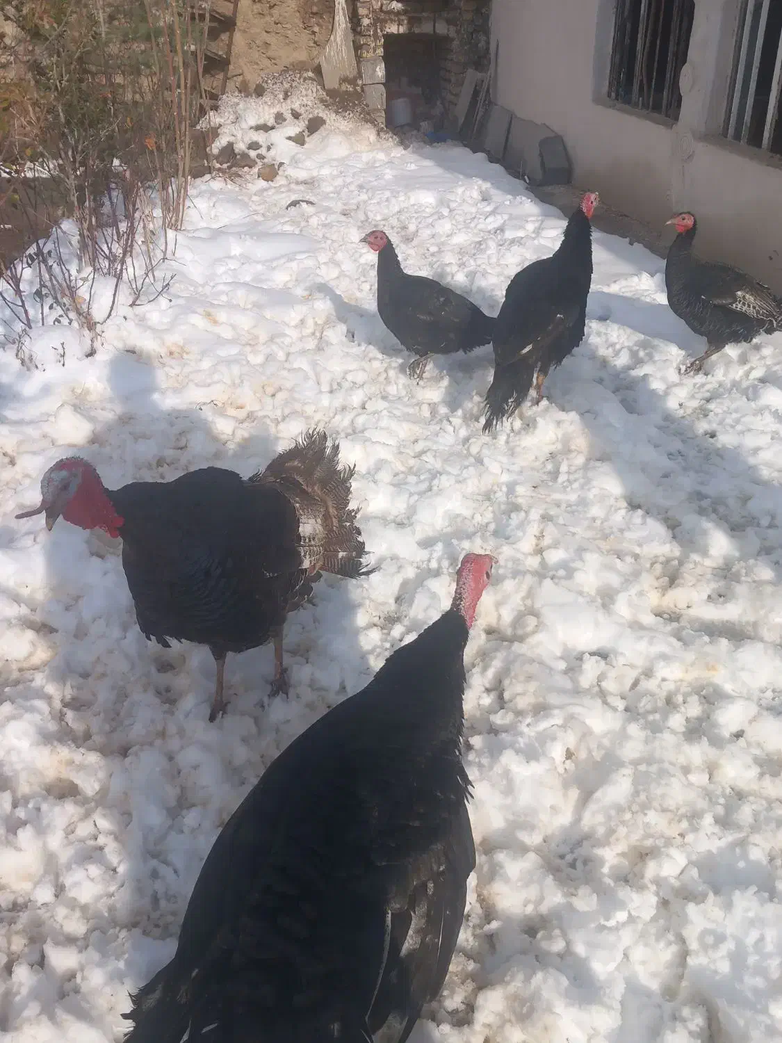 طرقبه|حیوانات مزرعه|طرقبه, |دیوار