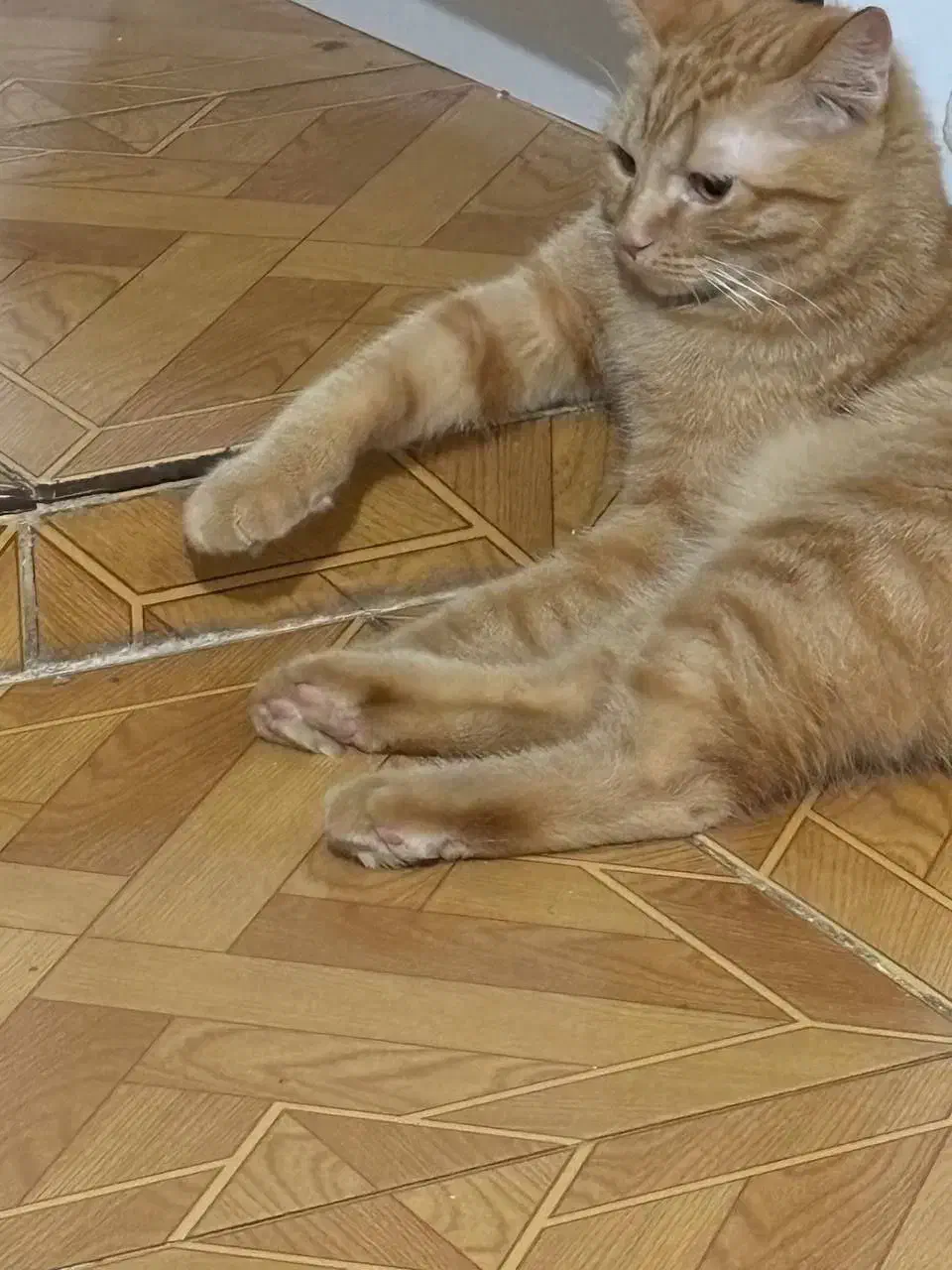 گربه دی اس اچ dsh|گربه|کرج, شاهینویلا|دیوار